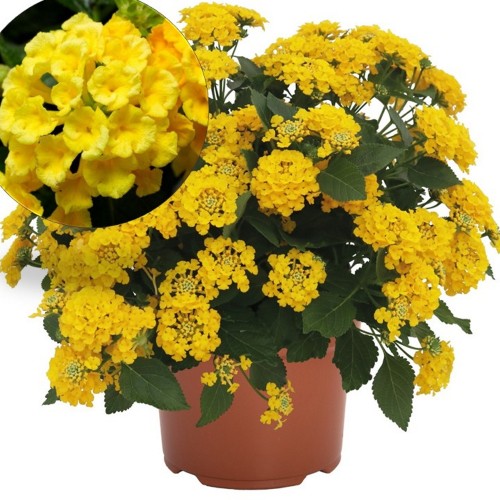 Lantana 'Havana Gold' - Lantaan 'Havana Gold' P9/0,55L